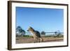 Mountain Fox on El Palmar National Park, Argentina-Anibal Trejo-Framed Photographic Print