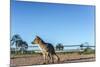 Mountain Fox on El Palmar National Park, Argentina-Anibal Trejo-Mounted Photographic Print