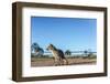 Mountain Fox on El Palmar National Park, Argentina-Anibal Trejo-Framed Photographic Print