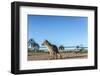 Mountain Fox on El Palmar National Park, Argentina-Anibal Trejo-Framed Photographic Print