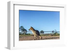 Mountain Fox on El Palmar National Park, Argentina-Anibal Trejo-Framed Photographic Print