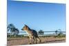 Mountain Fox on El Palmar National Park, Argentina-Anibal Trejo-Mounted Photographic Print