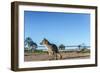 Mountain Fox on El Palmar National Park, Argentina-Anibal Trejo-Framed Photographic Print