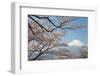 Mountain Fuji in Spring ,Cherry Blossom Sakura-Torsakarin-Framed Photographic Print