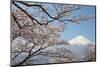 Mountain Fuji in Spring ,Cherry Blossom Sakura-Torsakarin-Mounted Photographic Print