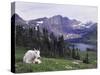 Mountain Goat Adult with Summer Coat, Hidden Lake, Glacier National Park, Montana, Usa, July 2007-Rolf Nussbaumer-Stretched Canvas