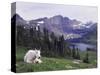 Mountain Goat Adult with Summer Coat, Hidden Lake, Glacier National Park, Montana, Usa, July 2007-Rolf Nussbaumer-Stretched Canvas