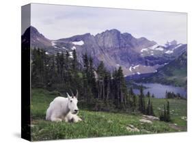 Mountain Goat Adult with Summer Coat, Hidden Lake, Glacier National Park, Montana, Usa, July 2007-Rolf Nussbaumer-Stretched Canvas