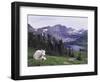 Mountain Goat Adult with Summer Coat, Hidden Lake, Glacier National Park, Montana, Usa, July 2007-Rolf Nussbaumer-Framed Photographic Print