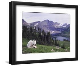 Mountain Goat Adult with Summer Coat, Hidden Lake, Glacier National Park, Montana, Usa, July 2007-Rolf Nussbaumer-Framed Photographic Print