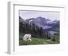 Mountain Goat Adult with Summer Coat, Hidden Lake, Glacier National Park, Montana, Usa, July 2007-Rolf Nussbaumer-Framed Photographic Print