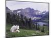 Mountain Goat Adult with Summer Coat, Hidden Lake, Glacier National Park, Montana, Usa, July 2007-Rolf Nussbaumer-Mounted Photographic Print