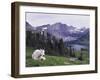 Mountain Goat Adult with Summer Coat, Hidden Lake, Glacier National Park, Montana, Usa, July 2007-Rolf Nussbaumer-Framed Photographic Print