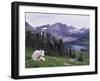 Mountain Goat Adult with Summer Coat, Hidden Lake, Glacier National Park, Montana, Usa, July 2007-Rolf Nussbaumer-Framed Photographic Print