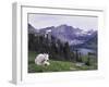 Mountain Goat Adult with Summer Coat, Hidden Lake, Glacier National Park, Montana, Usa, July 2007-Rolf Nussbaumer-Framed Photographic Print