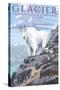 Mountain Goat and Kid - Glacier National Park, Montana-Lantern Press-Stretched Canvas