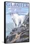 Mountain Goat and Kid - Glacier National Park, Montana-Lantern Press-Framed Stretched Canvas