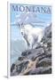 Mountain Goat and Kid - Montana-Lantern Press-Framed Art Print