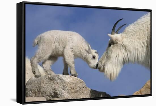 Mountain Goat and Kid-Lantern Press-Framed Stretched Canvas