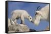 Mountain Goat and Kid-Lantern Press-Framed Stretched Canvas