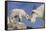 Mountain Goat and Kid-Lantern Press-Framed Stretched Canvas