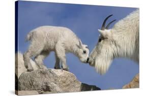 Mountain Goat and Kid-Lantern Press-Stretched Canvas