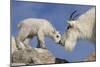 Mountain Goat and Kid-Lantern Press-Mounted Premium Giclee Print