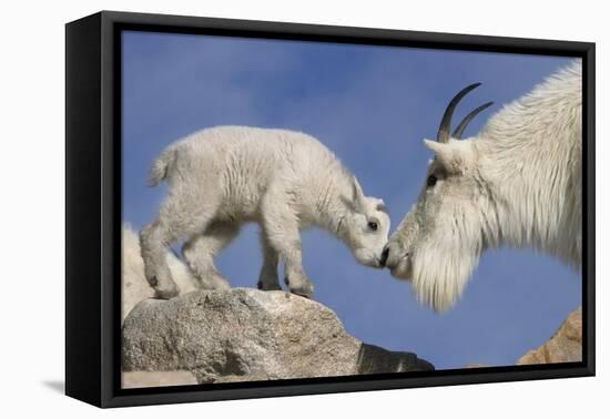 Mountain Goat and Kid-Lantern Press-Framed Stretched Canvas