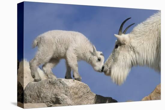 Mountain Goat and Kid-Lantern Press-Stretched Canvas