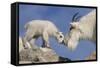 Mountain Goat and Kid-Lantern Press-Framed Stretched Canvas