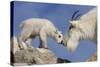 Mountain Goat and Kid-Lantern Press-Stretched Canvas