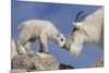 Mountain Goat and Kid-Lantern Press-Mounted Art Print