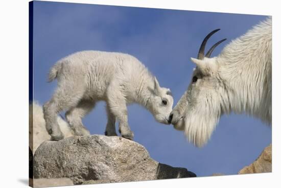 Mountain Goat and Kid-Lantern Press-Stretched Canvas