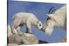 Mountain Goat and Kid-Lantern Press-Stretched Canvas