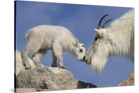 Mountain Goat and Kid-Lantern Press-Stretched Canvas