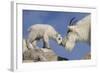 Mountain Goat and Kid-Lantern Press-Framed Art Print