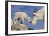 Mountain Goat and Kid-Lantern Press-Framed Art Print