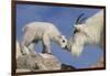 Mountain Goat and Kid-Lantern Press-Framed Art Print