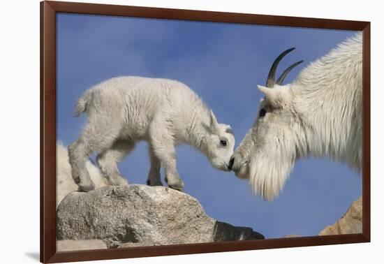 Mountain Goat and Kid-Lantern Press-Framed Art Print