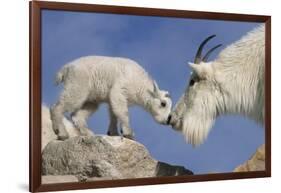 Mountain Goat and Kid-Lantern Press-Framed Art Print