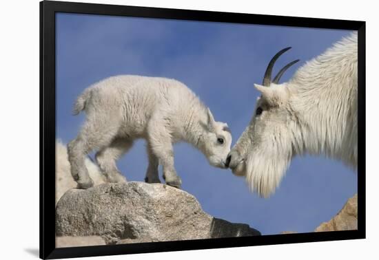 Mountain Goat and Kid-Lantern Press-Framed Art Print