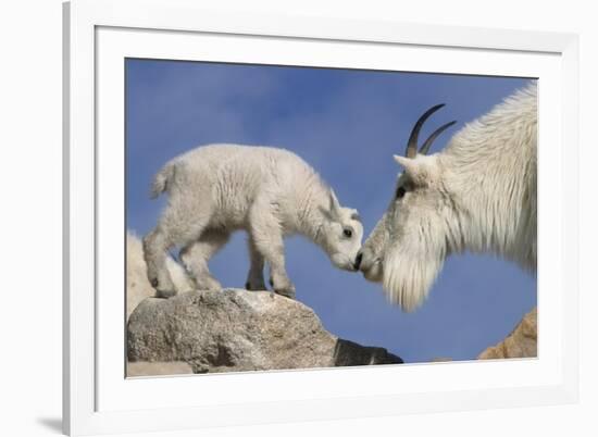 Mountain Goat and Kid-Lantern Press-Framed Premium Giclee Print