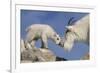 Mountain Goat and Kid-Lantern Press-Framed Premium Giclee Print