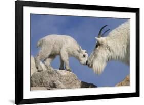 Mountain Goat and Kid-Lantern Press-Framed Premium Giclee Print