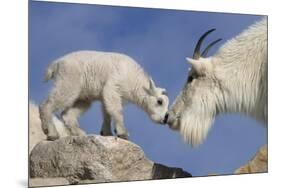 Mountain Goat and Kid-Lantern Press-Mounted Premium Giclee Print