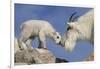Mountain Goat and Kid-Lantern Press-Framed Premium Giclee Print