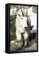 Mountain Goat, at Wing Lake-Matt Freedman-Framed Stretched Canvas
