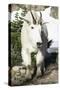 Mountain Goat, at Wing Lake-Matt Freedman-Stretched Canvas