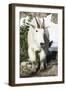 Mountain Goat, at Wing Lake-Matt Freedman-Framed Photographic Print