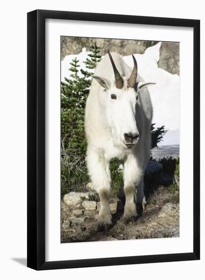 Mountain Goat, at Wing Lake-Matt Freedman-Framed Photographic Print